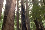 Featured Friday: Winchester Mystery House, Muir Woods, and Sausalito Day Trip Tour