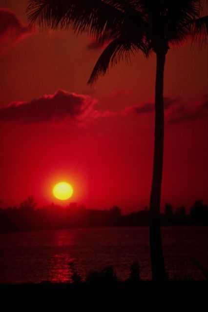 Florida sunset with palm tree