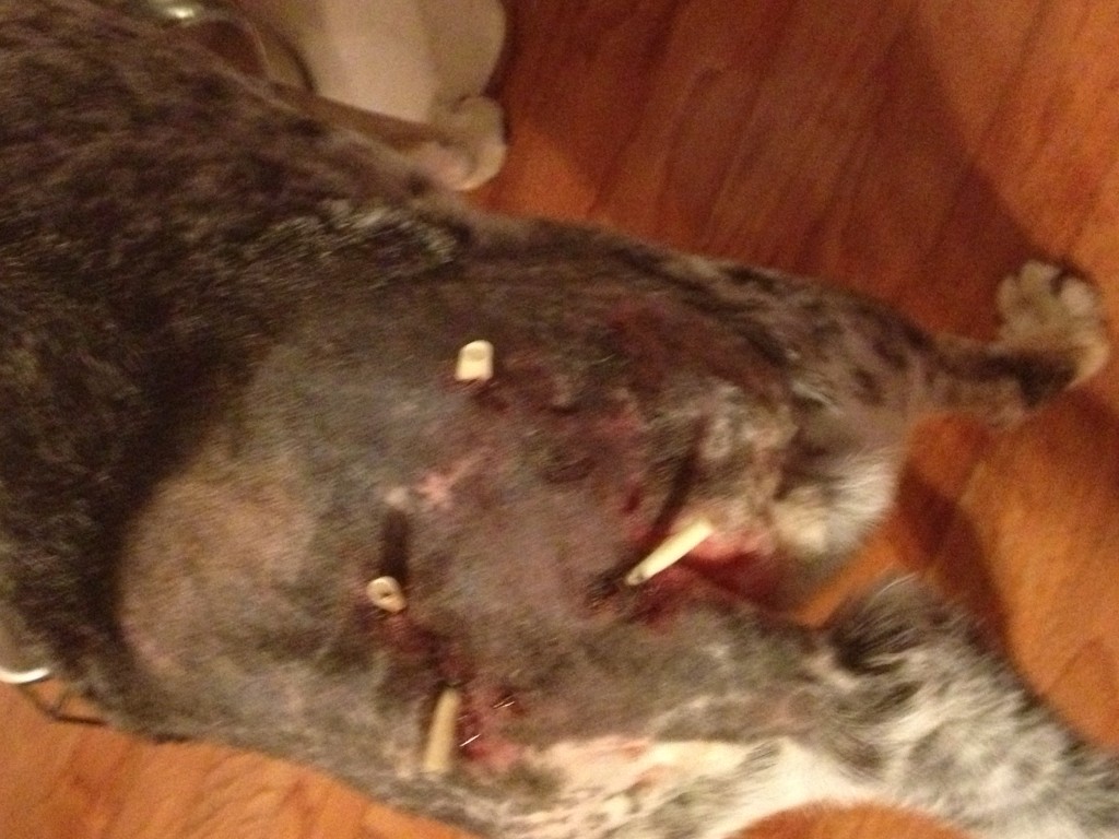 Murph's Frankenweenie butt after surgery with the drain tubes.