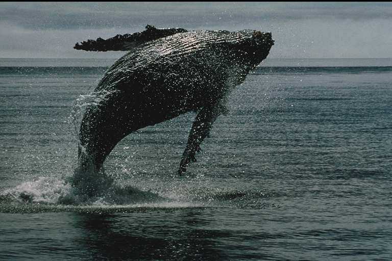 Jumping Whale