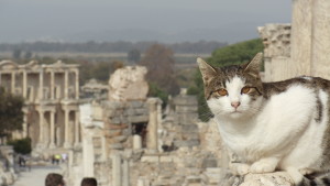 My favorite photo. One of the cats of Ephesus posing for me with the Library in the background.