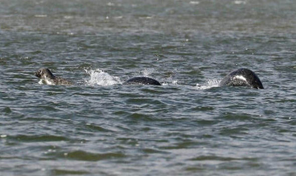 Picture taken by amateur photographer Ian Bremner, 58 from Nigg, Invergordon