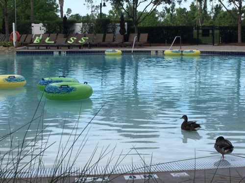 Ducks enjoying poolside bliss
