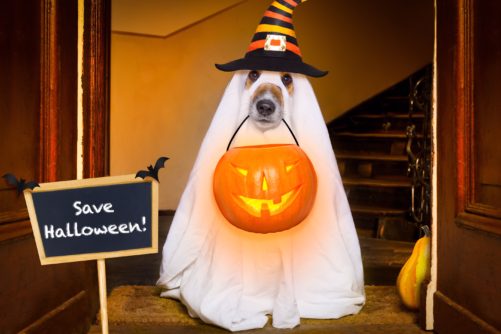 Save Halloween trick or treat witch dog in ghost costume holding jack-o-lantern