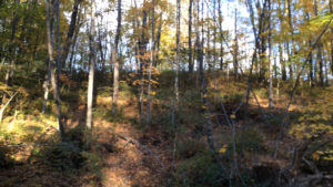 Bigfoot tree knock and howls, High Falls NY