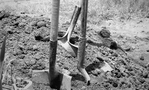 black and white photo of shovels in dirt