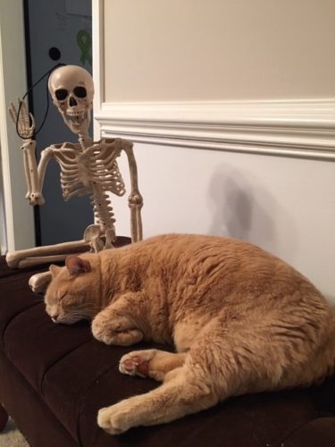 Smalls the skeleton with his cat Tigger