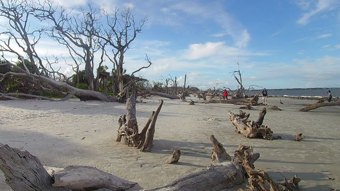 Driftwood beach Jekyll Island Georgia