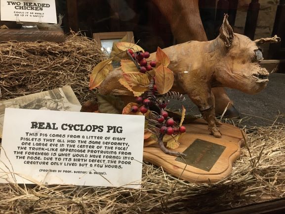 Museum of the Weird cyclops pig