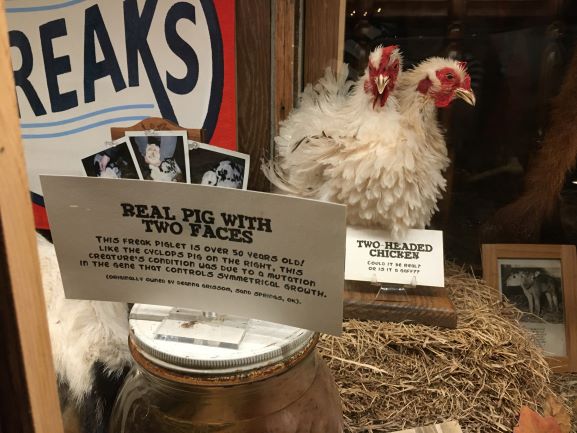 Museum of the Weird two headed chicken