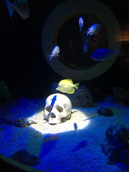 Skull underwater with light shining on it and fish swimming around
