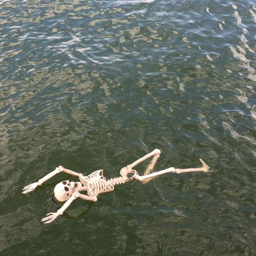 Smalls skeleton swimming in Percy Priest Lake