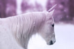 White unicorn in the snow