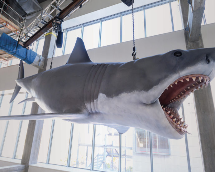 Bruce the Shark in Academy Museum