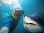 Man snorkeling and taking selfie with a shark