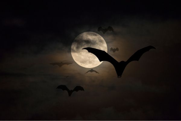 Bats against a full moon night sky