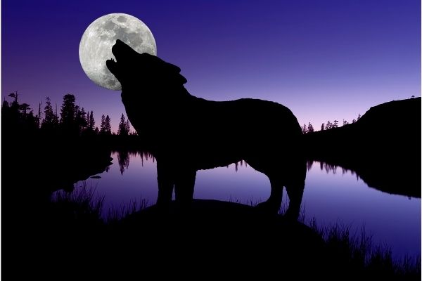 Wolf howling at moon by lake