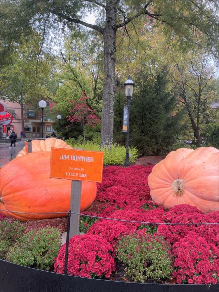 Colorful pumpkin and gourd tree