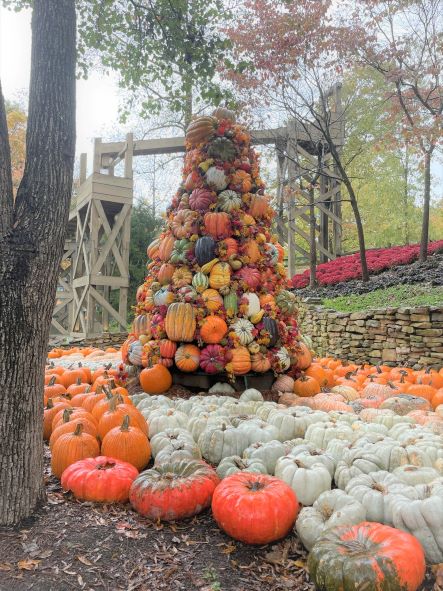 Colorful pumpkin and gourd tree
