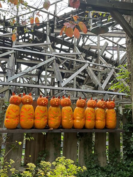 Pumpkin Kitty Cats