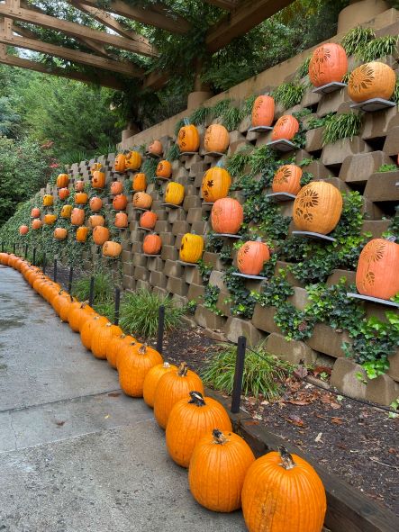 Pumpkin Luminarias Wall