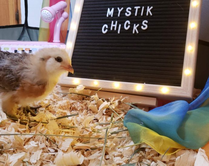 Mystic Chicks fortune-telling chicken with sign