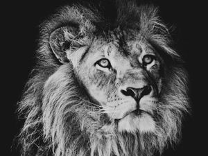 Lion face in black and white