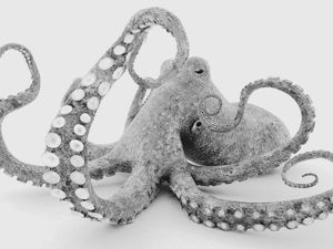 Octopus in black and white