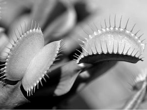 Venus Fly Trap in black and white
