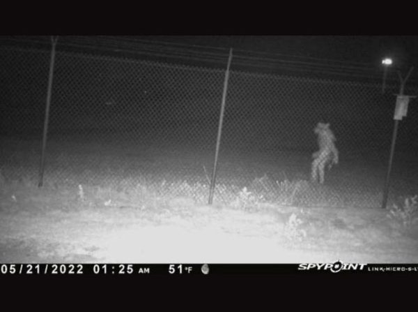 Amarillo Zoo Creature caught on camera from City of Amarillo Tweet