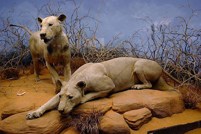 The Tsavo Man-Eaters on display in the Field Museum of Natural History in Chicago, Illinois