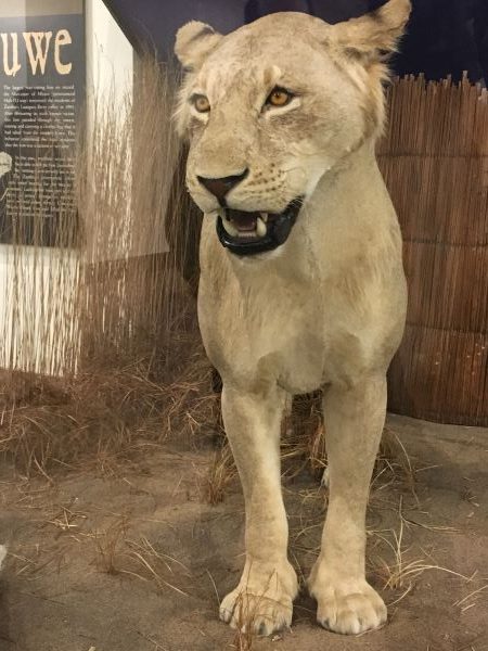 Close up and personal with the man eating lion of Mfuwe