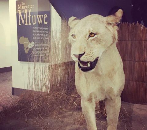 Man-eater of Mfuwe