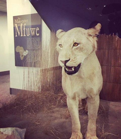 Man-eater of Mfuwe