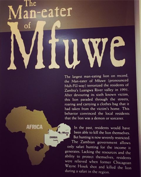 Info card about the Man-eater of Mfuwe