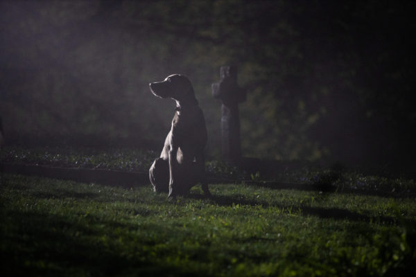 Dog sitting in cemetery shot from Eli Roth Presents: My Possessed Pet