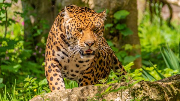 Scary-looking Leopard