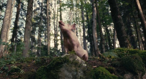 The magical pig in Aik Karapetian's SQUEAL