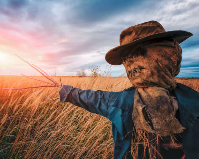 Creepy scarecrow in a field with the sun setting