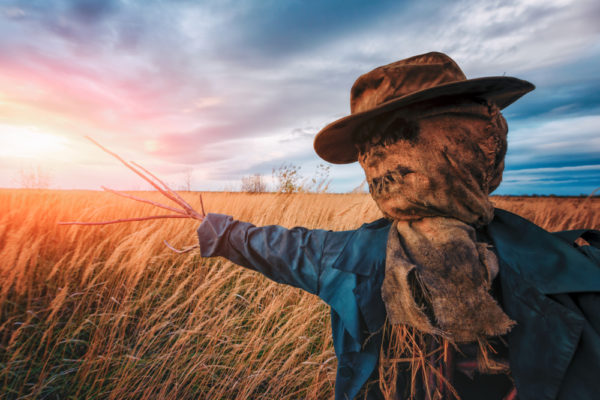 Creepy scarecrow in a field with the sun setting