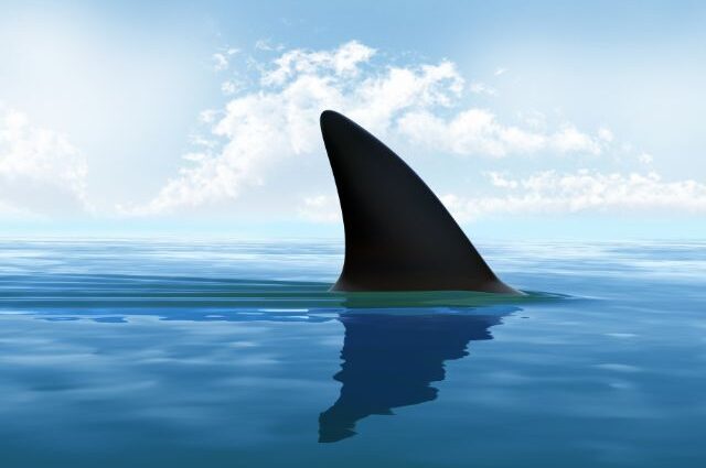 Shark Fin for Shark Movies
