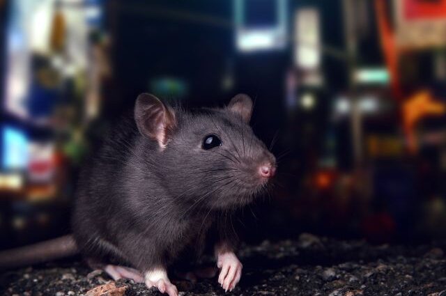 City street rat tours