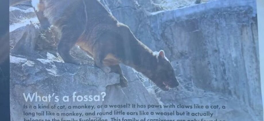Fossa description