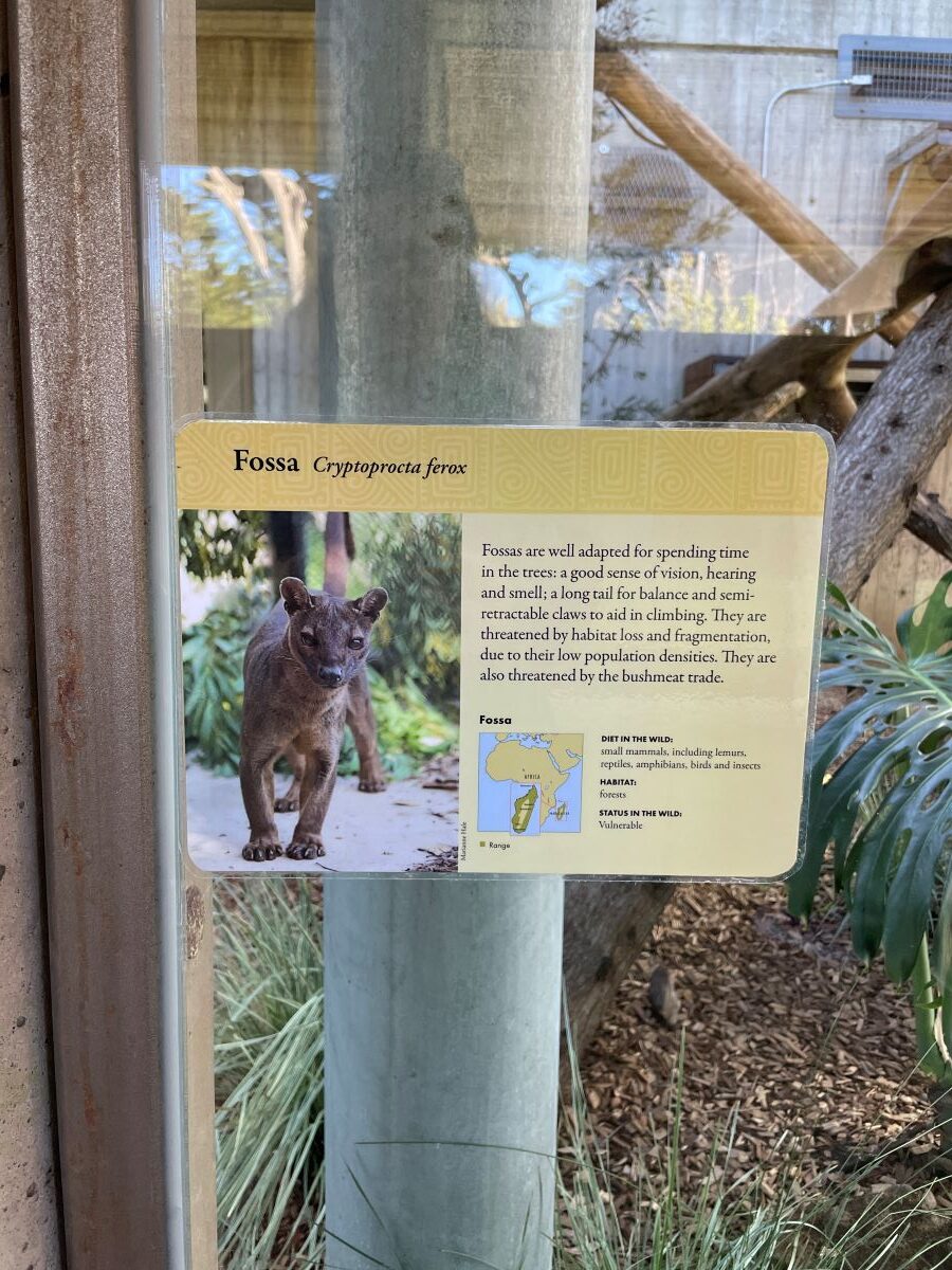 Fossa photo