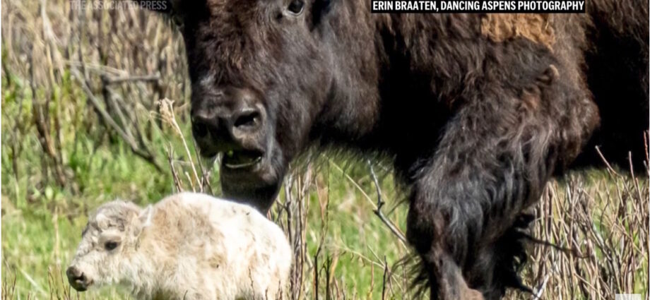 Screenshot of white buffalo calf and mom