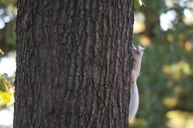 One of Bowling Greens White Squirrels Climbing a Tree